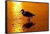 Tricolored Heron (Egretta Tricolor)-Lynn M^ Stone-Framed Stretched Canvas