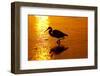 Tricolored Heron (Egretta Tricolor)-Lynn M^ Stone-Framed Photographic Print