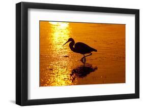 Tricolored Heron (Egretta Tricolor)-Lynn M^ Stone-Framed Photographic Print