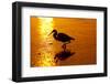 Tricolored Heron (Egretta Tricolor)-Lynn M^ Stone-Framed Photographic Print