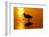 Tricolored Heron (Egretta Tricolor)-Lynn M^ Stone-Framed Photographic Print