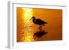 Tricolored Heron (Egretta Tricolor)-Lynn M^ Stone-Framed Photographic Print