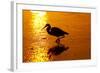 Tricolored Heron (Egretta Tricolor)-Lynn M^ Stone-Framed Photographic Print