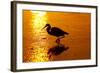 Tricolored Heron (Egretta Tricolor)-Lynn M^ Stone-Framed Photographic Print