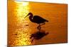 Tricolored Heron (Egretta Tricolor)-Lynn M^ Stone-Mounted Photographic Print
