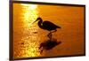 Tricolored Heron (Egretta Tricolor)-Lynn M^ Stone-Framed Photographic Print