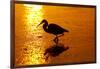 Tricolored Heron (Egretta Tricolor)-Lynn M^ Stone-Framed Photographic Print