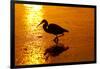 Tricolored Heron (Egretta Tricolor)-Lynn M^ Stone-Framed Photographic Print