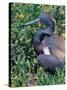 Tricolored Heron, Texas, USA-Dee Ann Pederson-Stretched Canvas