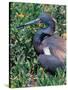 Tricolored Heron, Texas, USA-Dee Ann Pederson-Stretched Canvas