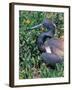 Tricolored Heron, Texas, USA-Dee Ann Pederson-Framed Photographic Print