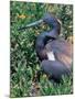 Tricolored Heron, Texas, USA-Dee Ann Pederson-Mounted Photographic Print