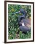 Tricolored Heron, Texas, USA-Dee Ann Pederson-Framed Photographic Print