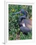 Tricolored Heron, Texas, USA-Dee Ann Pederson-Framed Photographic Print