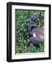 Tricolored Heron, Texas, USA-Dee Ann Pederson-Framed Photographic Print