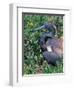 Tricolored Heron, Texas, USA-Dee Ann Pederson-Framed Photographic Print