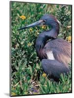 Tricolored Heron, Texas, USA-Dee Ann Pederson-Mounted Photographic Print