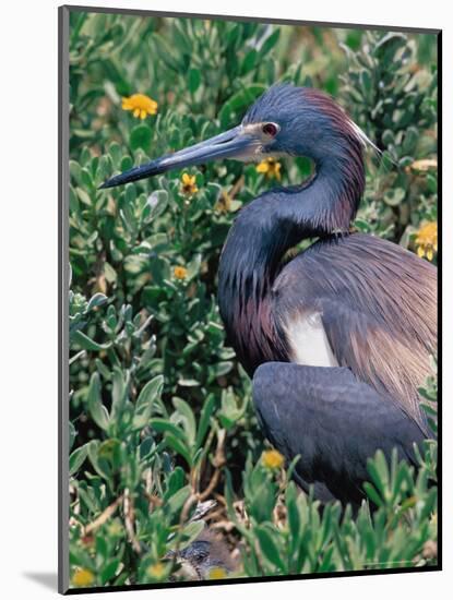 Tricolored Heron, Texas, USA-Dee Ann Pederson-Mounted Photographic Print