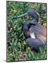 Tricolored Heron, Texas, USA-Dee Ann Pederson-Mounted Photographic Print