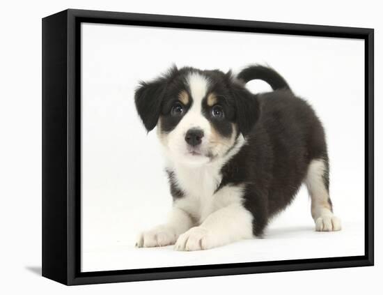 Tricolour Border Collie Puppy in Play-Bow-Mark Taylor-Framed Stretched Canvas