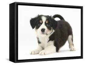 Tricolour Border Collie Puppy in Play-Bow-Mark Taylor-Framed Stretched Canvas