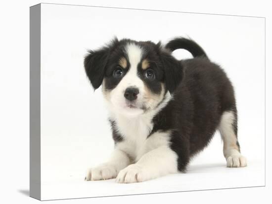 Tricolour Border Collie Puppy in Play-Bow-Mark Taylor-Stretched Canvas