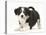 Tricolour Border Collie Puppy in Play-Bow-Mark Taylor-Stretched Canvas