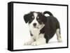 Tricolour Border Collie Puppy in Play-Bow-Mark Taylor-Framed Stretched Canvas