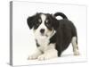 Tricolour Border Collie Puppy in Play-Bow-Mark Taylor-Stretched Canvas