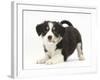 Tricolour Border Collie Puppy in Play-Bow-Mark Taylor-Framed Photographic Print