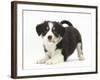 Tricolour Border Collie Puppy in Play-Bow-Mark Taylor-Framed Photographic Print