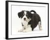 Tricolour Border Collie Puppy in Play-Bow-Mark Taylor-Framed Photographic Print