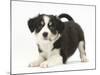 Tricolour Border Collie Puppy in Play-Bow-Mark Taylor-Mounted Photographic Print