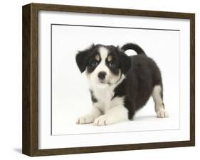 Tricolour Border Collie Puppy in Play-Bow-Mark Taylor-Framed Photographic Print