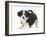 Tricolour Border Collie Puppy in Play-Bow-Mark Taylor-Framed Photographic Print