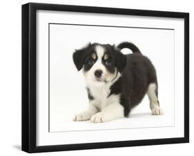 Tricolour Border Collie Puppy in Play-Bow-Mark Taylor-Framed Photographic Print