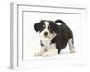 Tricolour Border Collie Puppy in Play-Bow-Mark Taylor-Framed Photographic Print