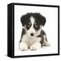 Tricolour Border Collie Puppy Lying-Mark Taylor-Framed Stretched Canvas