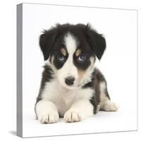 Tricolour Border Collie Puppy Lying-Mark Taylor-Stretched Canvas