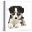 Tricolour Border Collie Puppy Lying-Mark Taylor-Stretched Canvas