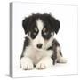 Tricolour Border Collie Puppy Lying-Mark Taylor-Stretched Canvas