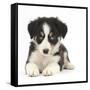 Tricolour Border Collie Puppy Lying-Mark Taylor-Framed Stretched Canvas