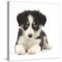 Tricolour Border Collie Puppy Lying-Mark Taylor-Stretched Canvas