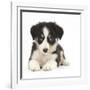 Tricolour Border Collie Puppy Lying-Mark Taylor-Framed Photographic Print