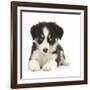 Tricolour Border Collie Puppy Lying-Mark Taylor-Framed Photographic Print