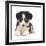 Tricolour Border Collie Puppy Lying-Mark Taylor-Framed Photographic Print