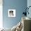 Tricolour Border Collie Puppy Lying-Mark Taylor-Photographic Print displayed on a wall