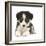 Tricolour Border Collie Puppy Lying-Mark Taylor-Framed Photographic Print