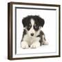 Tricolour Border Collie Puppy Lying-Mark Taylor-Framed Photographic Print