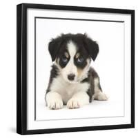 Tricolour Border Collie Puppy Lying-Mark Taylor-Framed Photographic Print